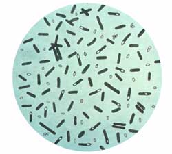 Thailand rolls out local botulism treatment at lower cost